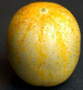 Cucumis sativus - castraveti seminte