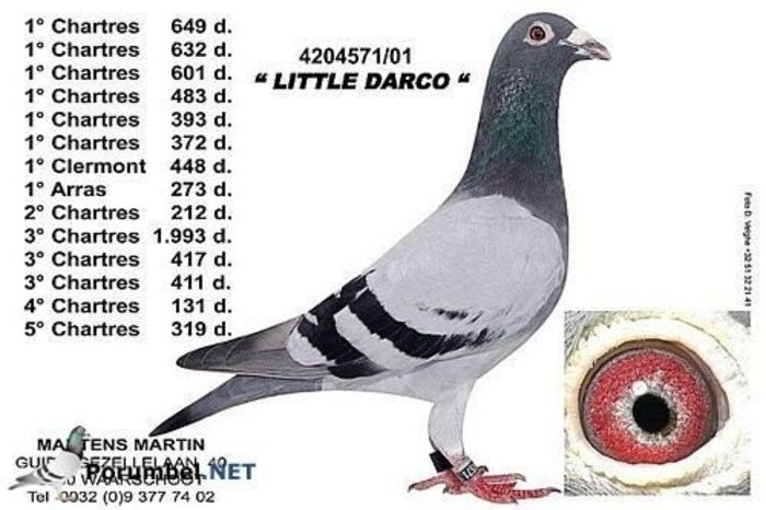 little-darco