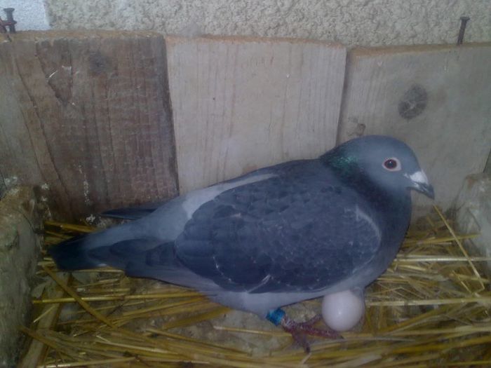 D@NnY1333 - 03 - Fostii mei Porumbei ---------------------------------------------------------------------------