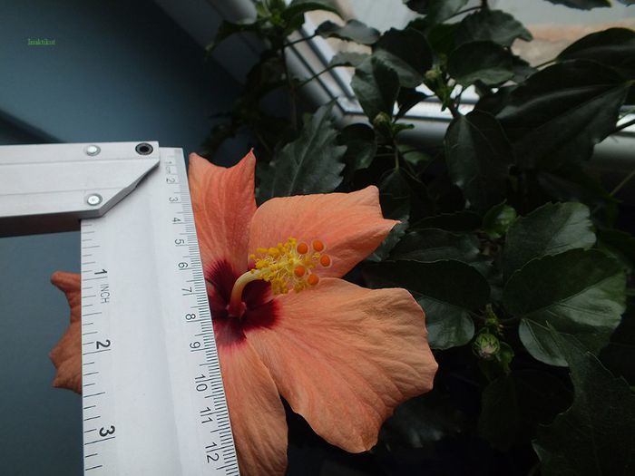 hibi piersica inflorit 1; Floarea are cam 14,5 cm (n-am reusit sa prind tot liniarul).
