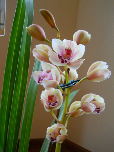 de la Sylvia - cymbidium