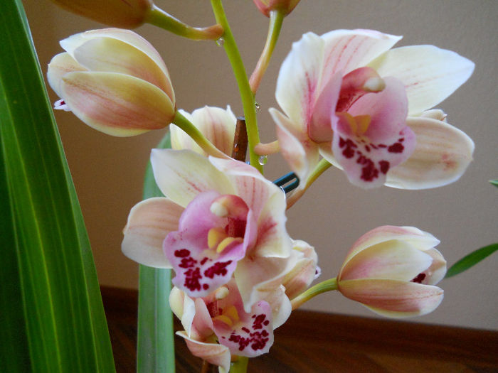 frumosul de la Sylvia - cymbidium