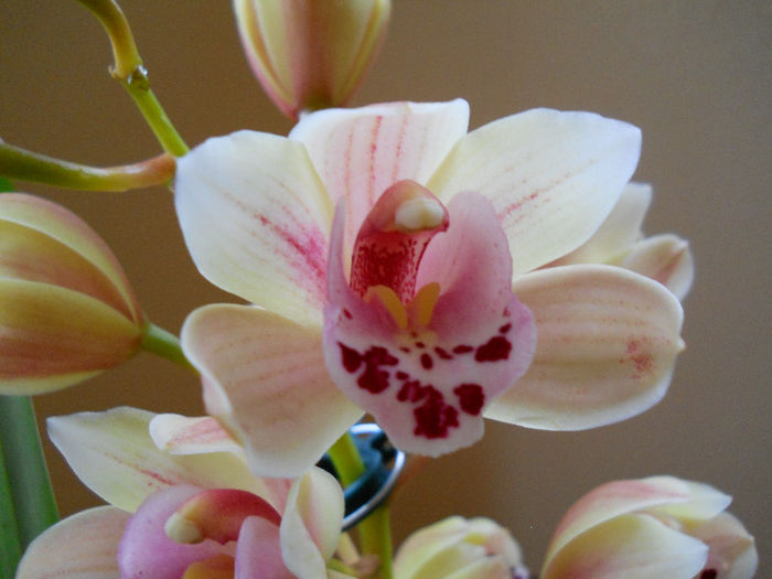 multumesc - cymbidium