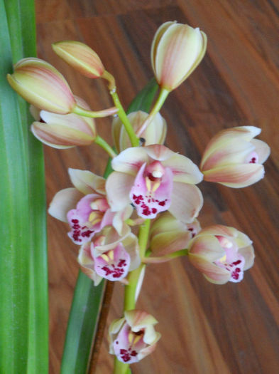 DSCN3582 - cymbidium