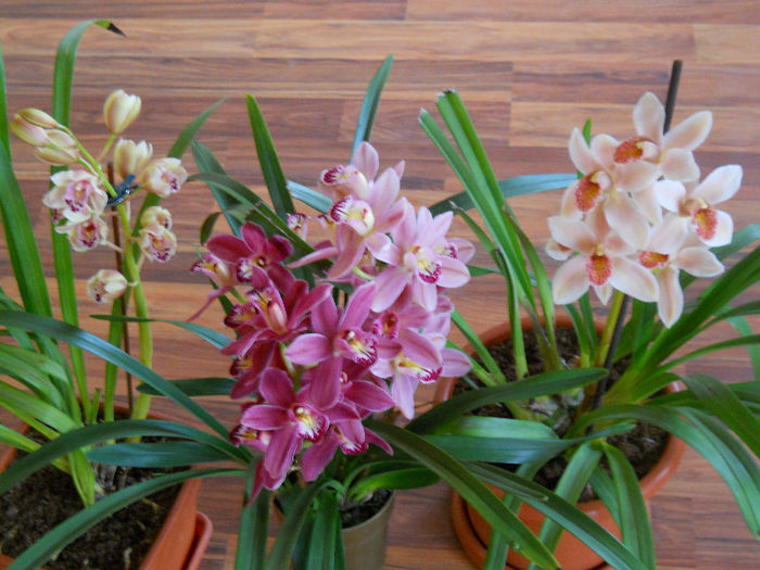 DSCN3593 - cymbidium