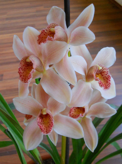 DSCN3599 - cymbidium