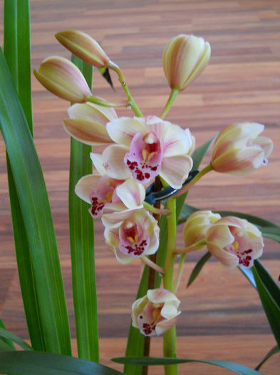 DSCN3600 - cymbidium