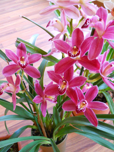 DSCN3602 - cymbidium