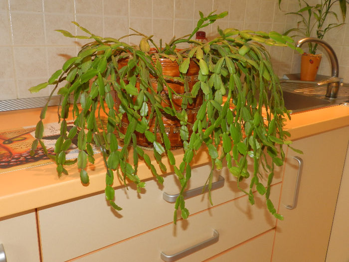 MULTUMESC VECINEI MELE,LUMINITA