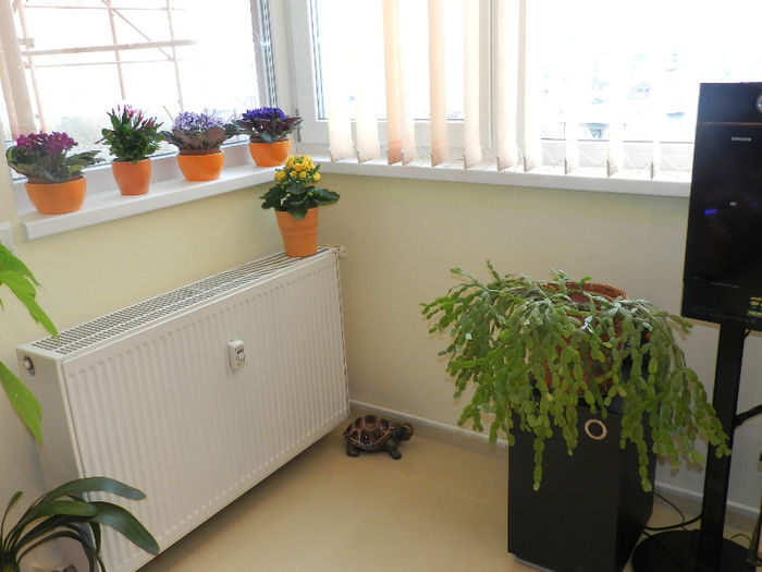 GATA,I-AM GASIT LOCUL!!