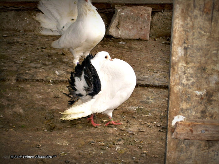 De la Comyg.sunph; Crescator: Voinea Alexandru
