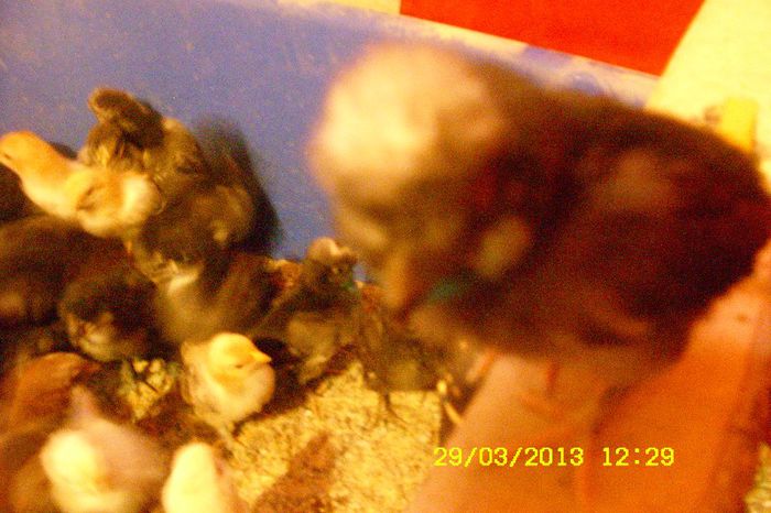 motati olandezi si padoni