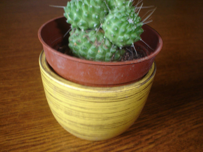 cactus - 03 luna  martie 2013