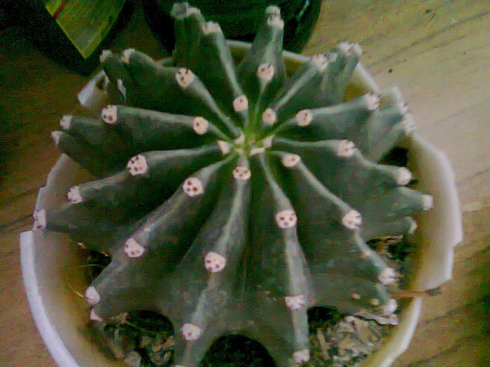 Picture 010; cactusi
