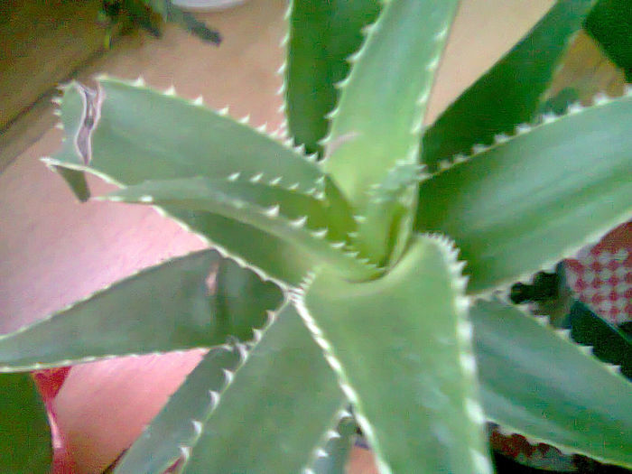 Picture 011; aloe
