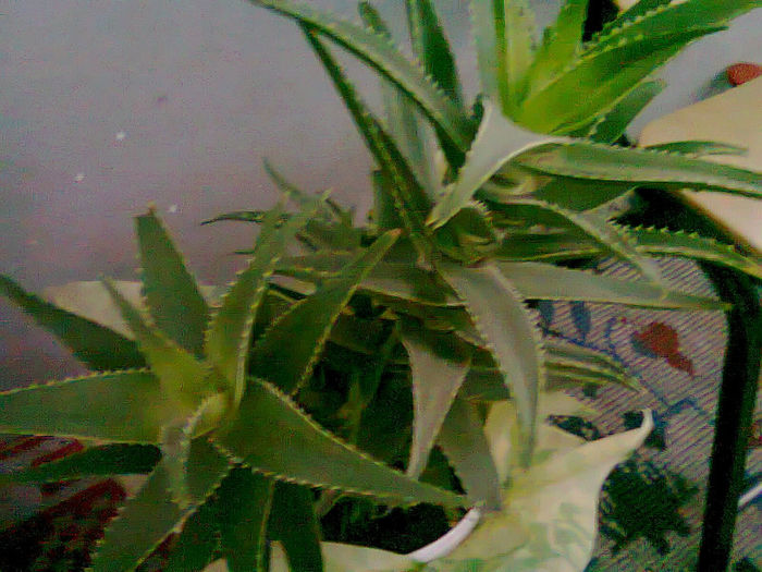 Picture 015; aloe
