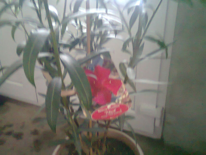 Picture 016; leandru rosu
