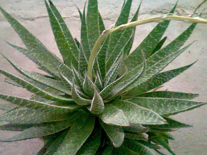 Picture 020; cactusi
