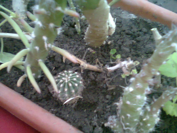 Picture 028 - FLORI