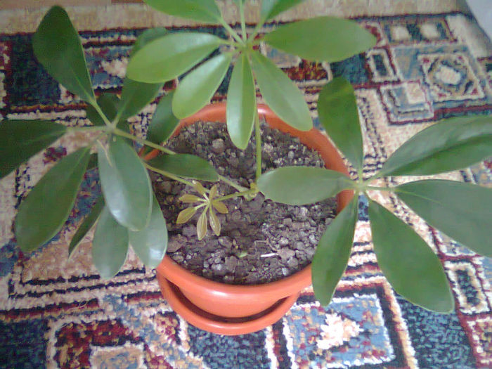 Picture 032; schefflera
