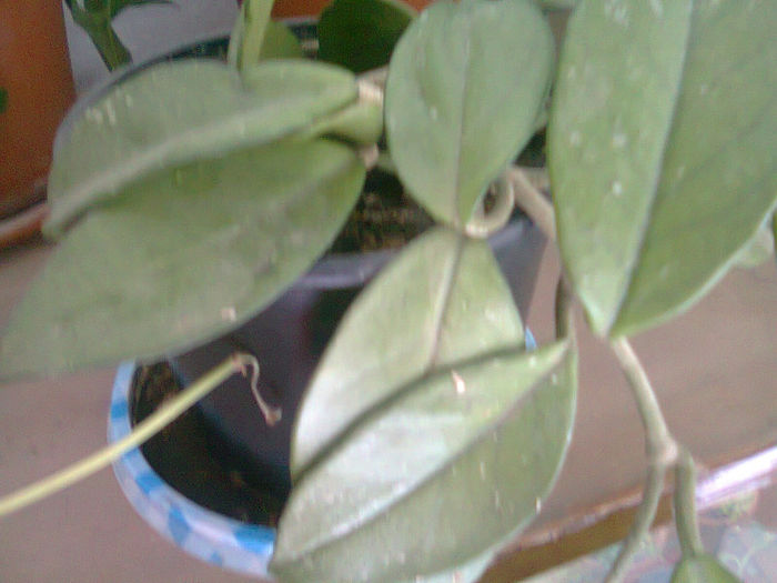 Picture 047; cerica
