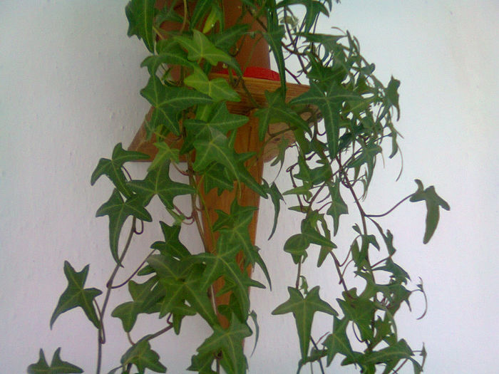Picture 050 - FLORI