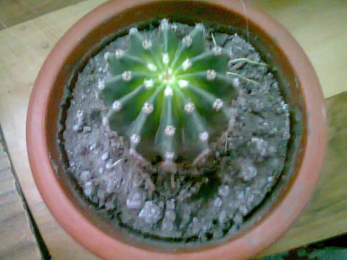 Picture 005 - FLORI