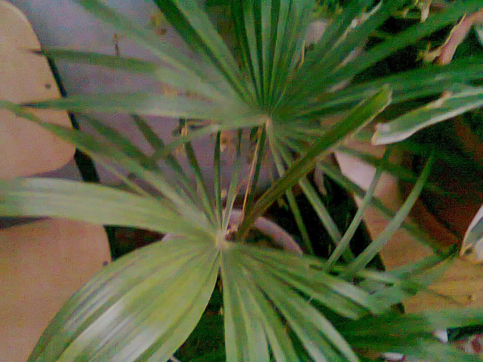Picture 013 - FLORI