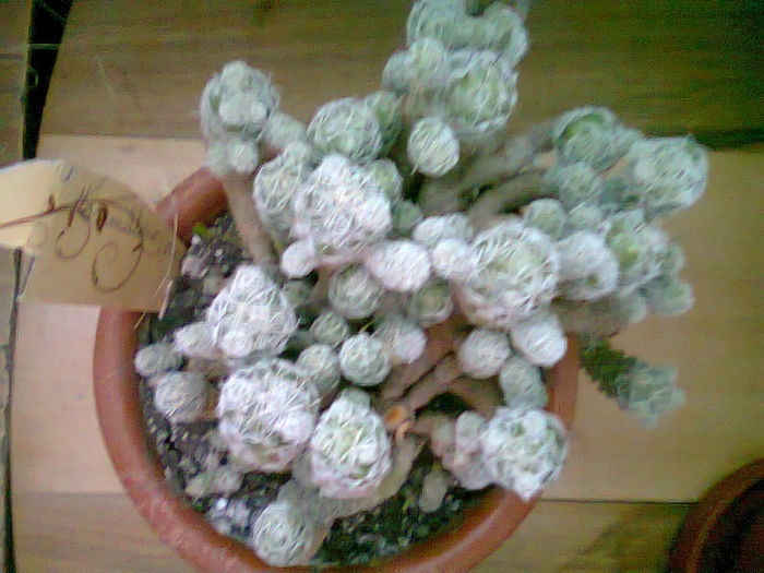 Picture 002 - cactusi
