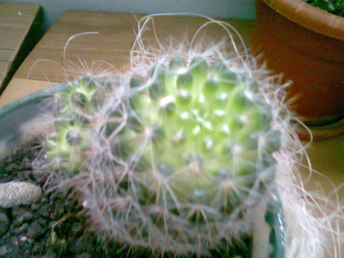 Picture 006 - cactusi