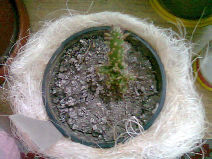 Picture 007 - cactusi