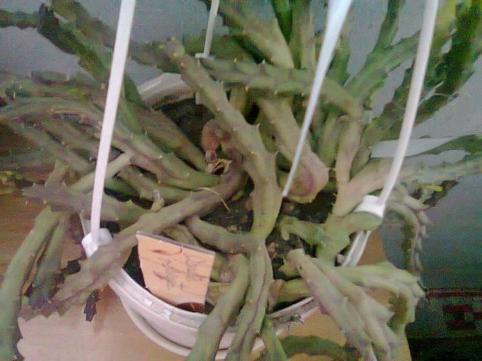 Picture 009 - cactusi