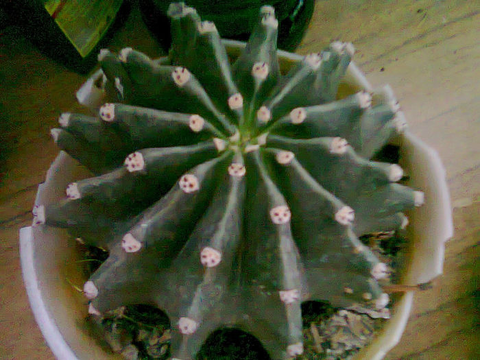 Picture 010 - cactusi