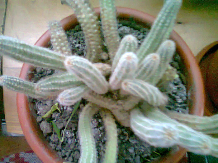 Picture 012 - cactusi
