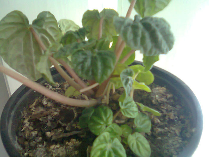 Picture 021 PEPEROMIA - FLORI TOT FELU