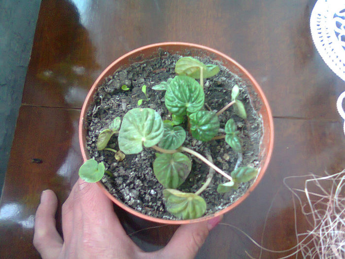 Picture 026  PEPEROMIA; PEPEROMIA
