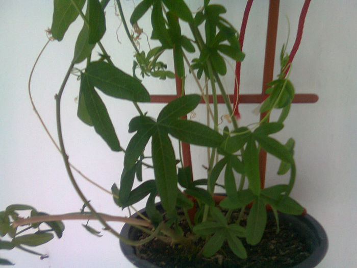 Picture 040 - passiflora coerulea