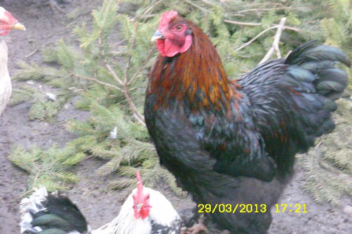 brahma