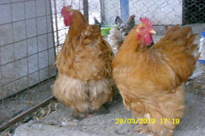 conchinchina urias galben