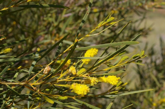Acacia adsurgens - 1-de vanzare 2019-2020- SEMINTE TROPICALE RARE