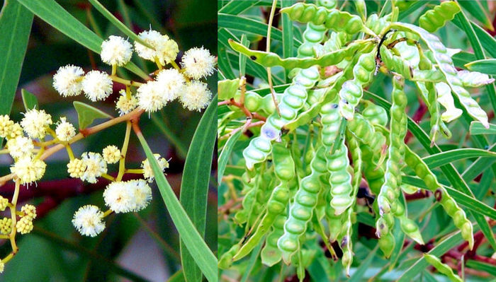 Acacia alcockii - 1-de vanzare 2019-2020- SEMINTE TROPICALE RARE