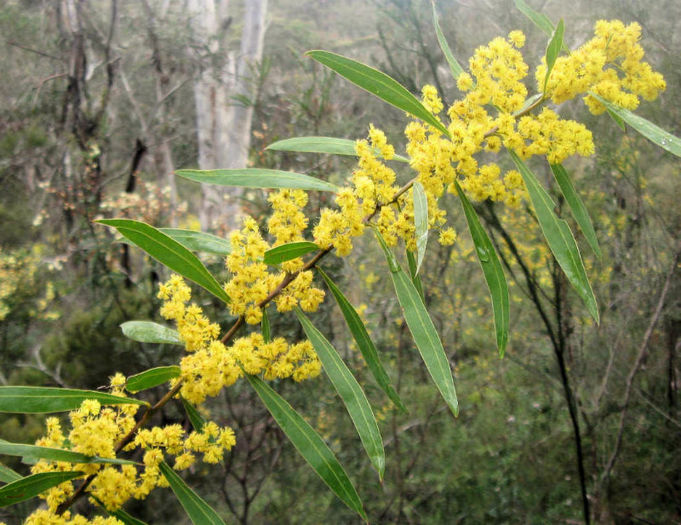 Acacia amoena - 1-de vanzare 2019-2020- SEMINTE TROPICALE RARE