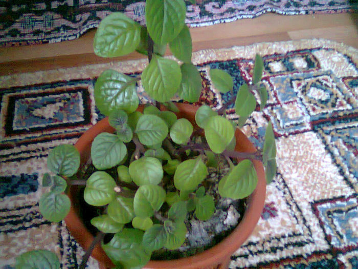 Picture 051PLECTRANTHUS - FLORI TOT FELU