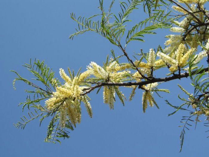 Acacia ataxacantha - 1-de vanzare 2019-2020- SEMINTE TROPICALE RARE