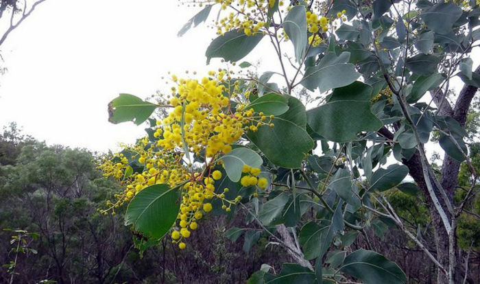 Acacia bancroftii - 1-de vanzare 2019-2020- SEMINTE TROPICALE RARE