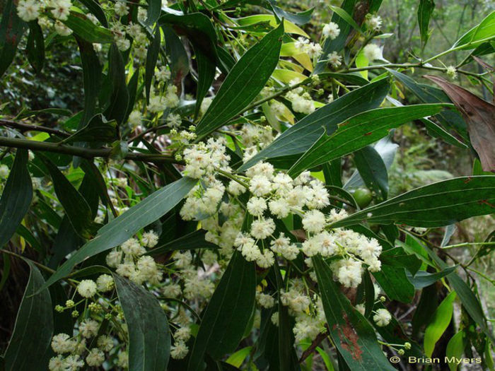 Acacia binervata