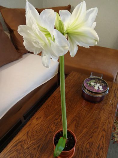 DSC01418 - Amaryllis