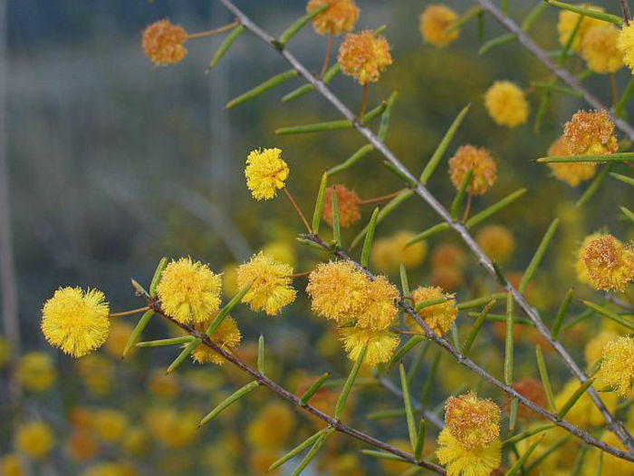 Acacia brownii