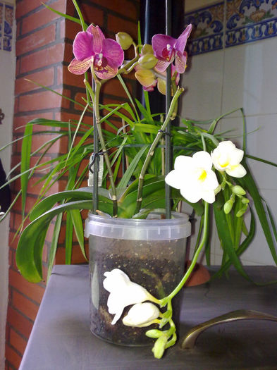 orhidee si amiga frezia