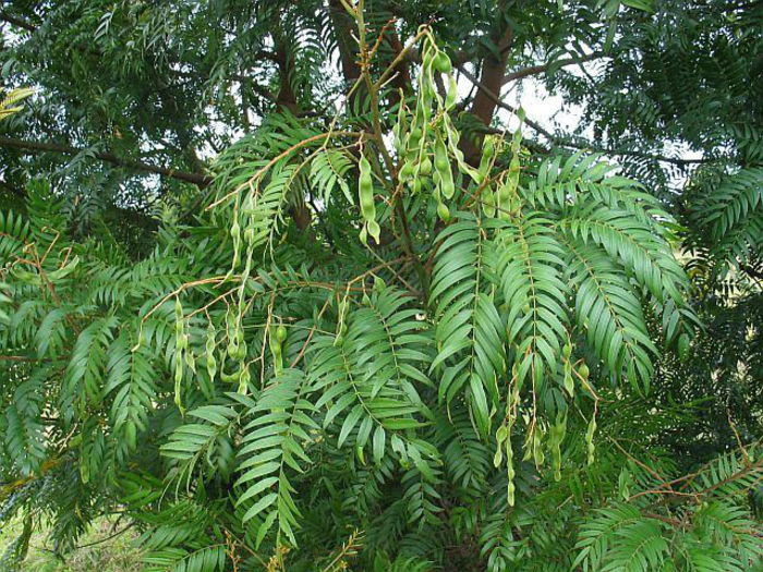 Acacia elata - 1-de vanzare 2019-2020- SEMINTE TROPICALE RARE